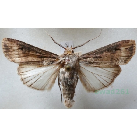 Agrotis ipsilon (Hufnagel, 1766) male Rolnica gwoździarka Czech6l